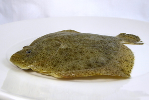 Turbot