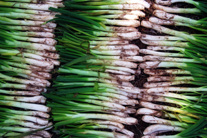 Calçots