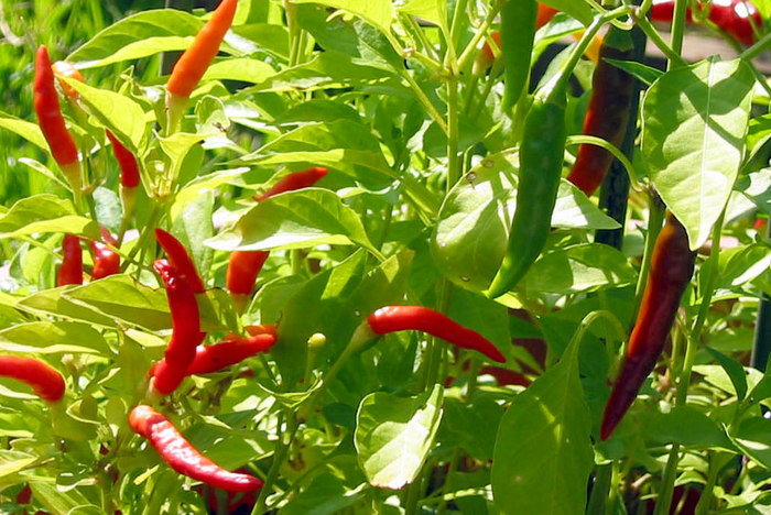 African chilli pepper (Piri Piri)