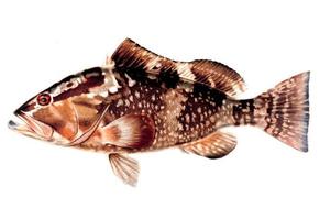 Grouper