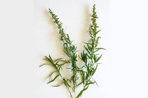 Tarragon