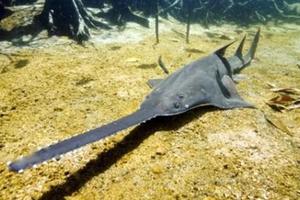 Sawfish