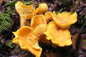 Chanterelle