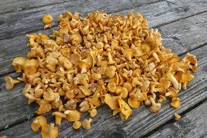 Chanterelle mushrooms