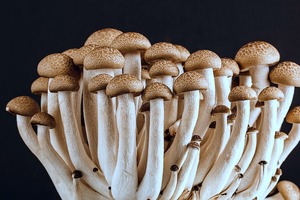 Shemejis mushroom