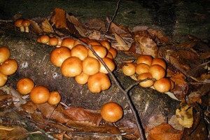 Nameko mushrooms 