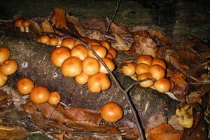 Nameko perretxikoak