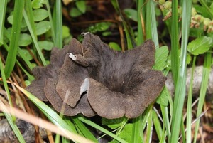 Trumpet mushrooms