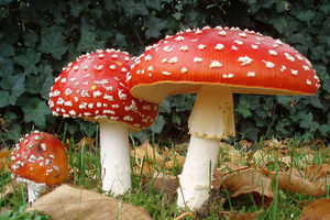 Amanita muscaria 