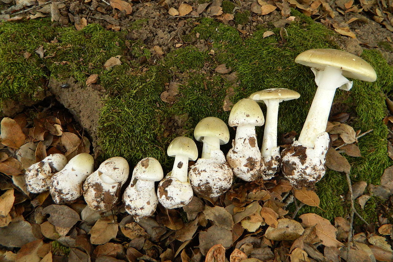 Amanita_phalloides1.jpg