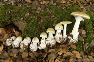 Amanita phalloides