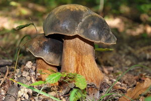 Boletus aureus