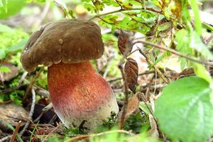 Neoboletus luridiformis 