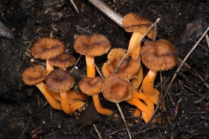 Cantharellus lutescens