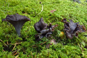 Cantharellus cornucopioides