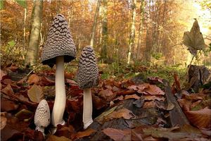 Coprinus picaceus