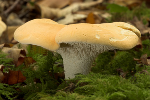 Hedgehog mushroom