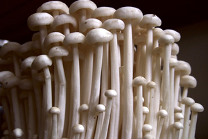 Enoki perretxikoak