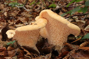 Hydnum repandum