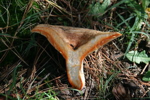 Lactarius deliciosus