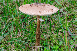 Lepiota procera