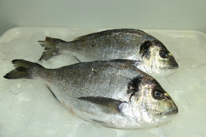 Gilt-head bream 