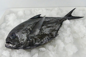 Pomfret