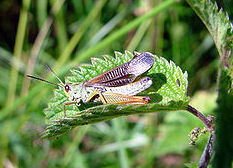 Grasshoppers