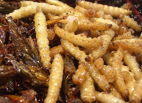 Bamboo worm - Gastronoma Vasca: Escuela de Hostelera Leioa