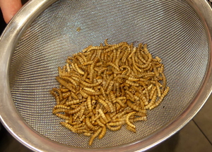 Mealworm